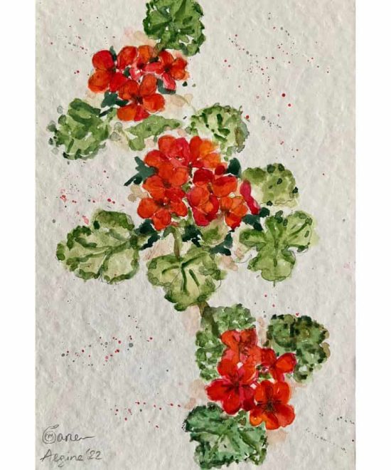 Geraniums Flowers of Aegina2