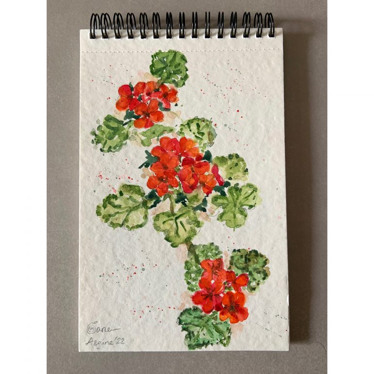 Geraniums Flowers of Aegina