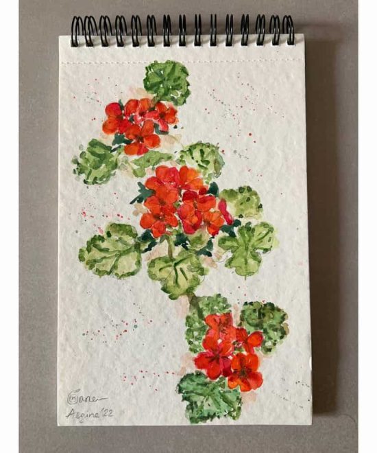Geraniums Flowers of Aegina