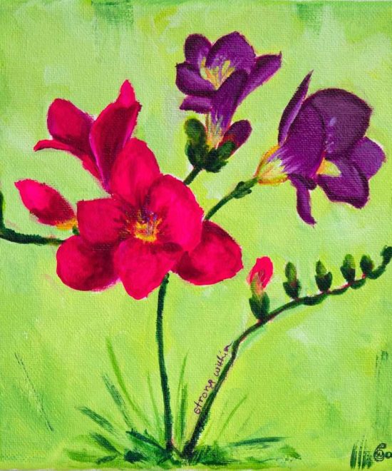 freesias flowers_ close up